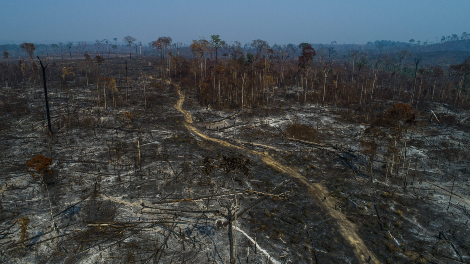 Amazon rainforest wildfires