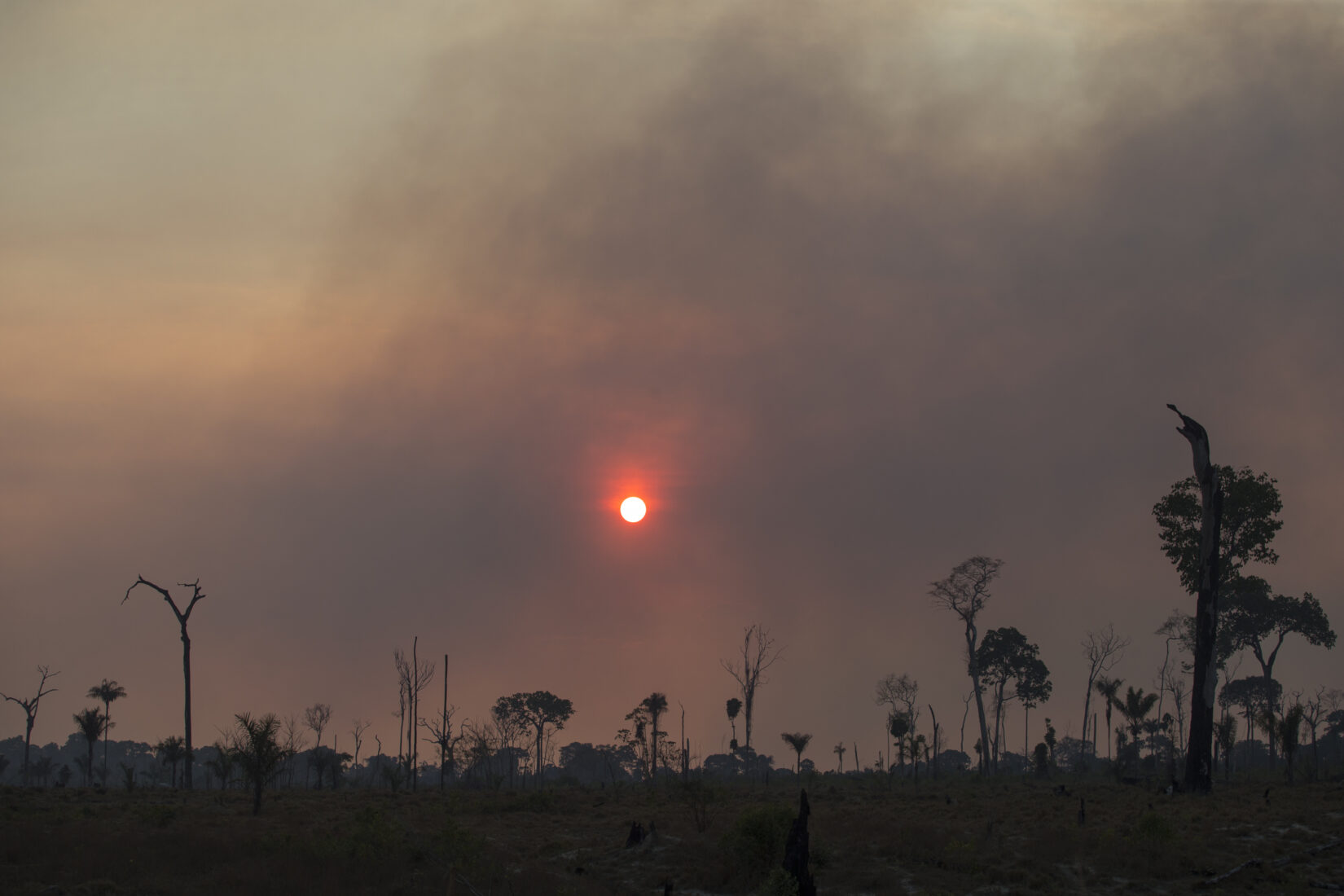 Amazon rainforest wildfires