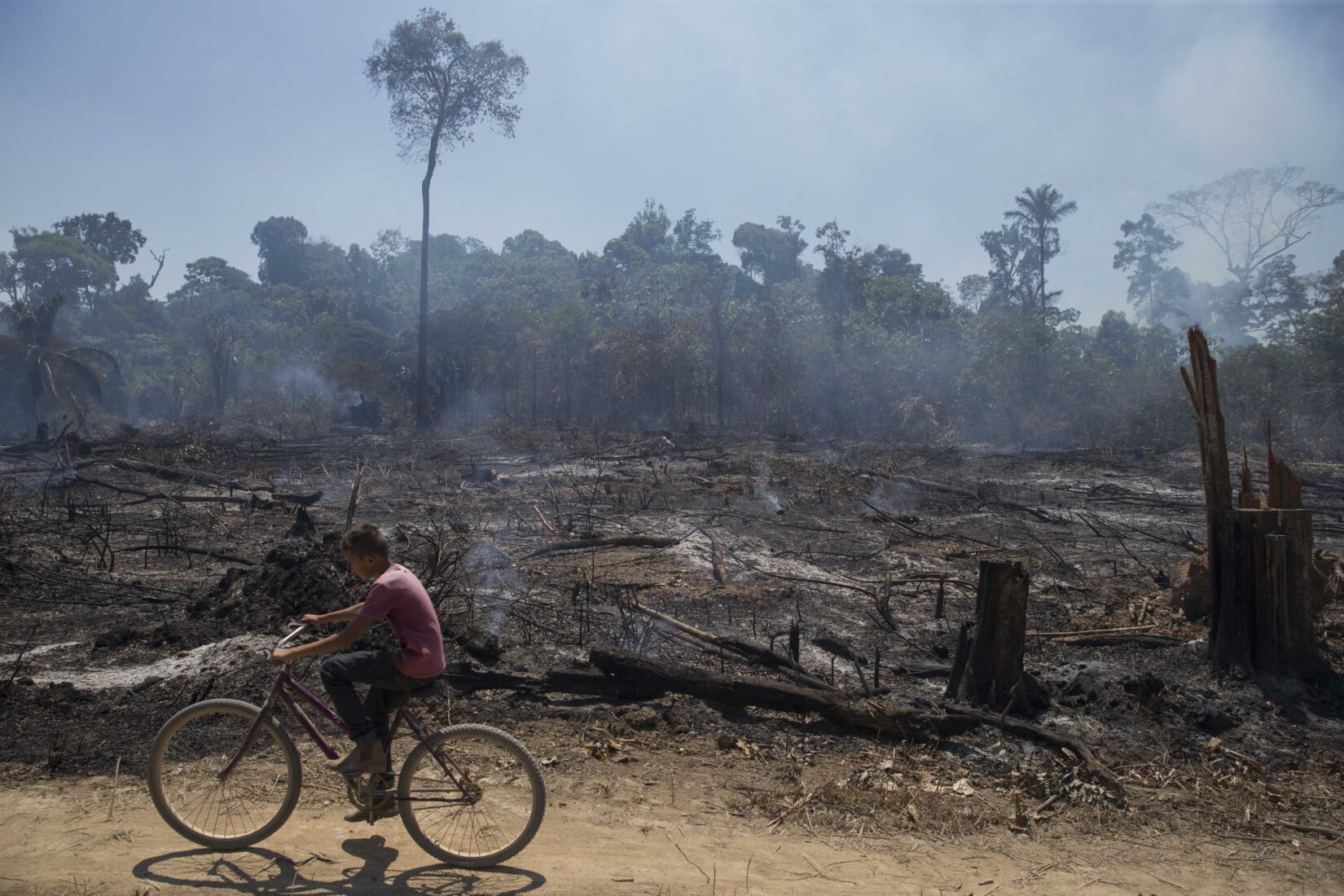 Amazon rainforest wildfires