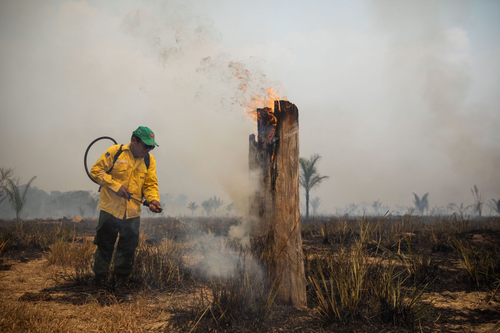 Amazon rainforest wildfires