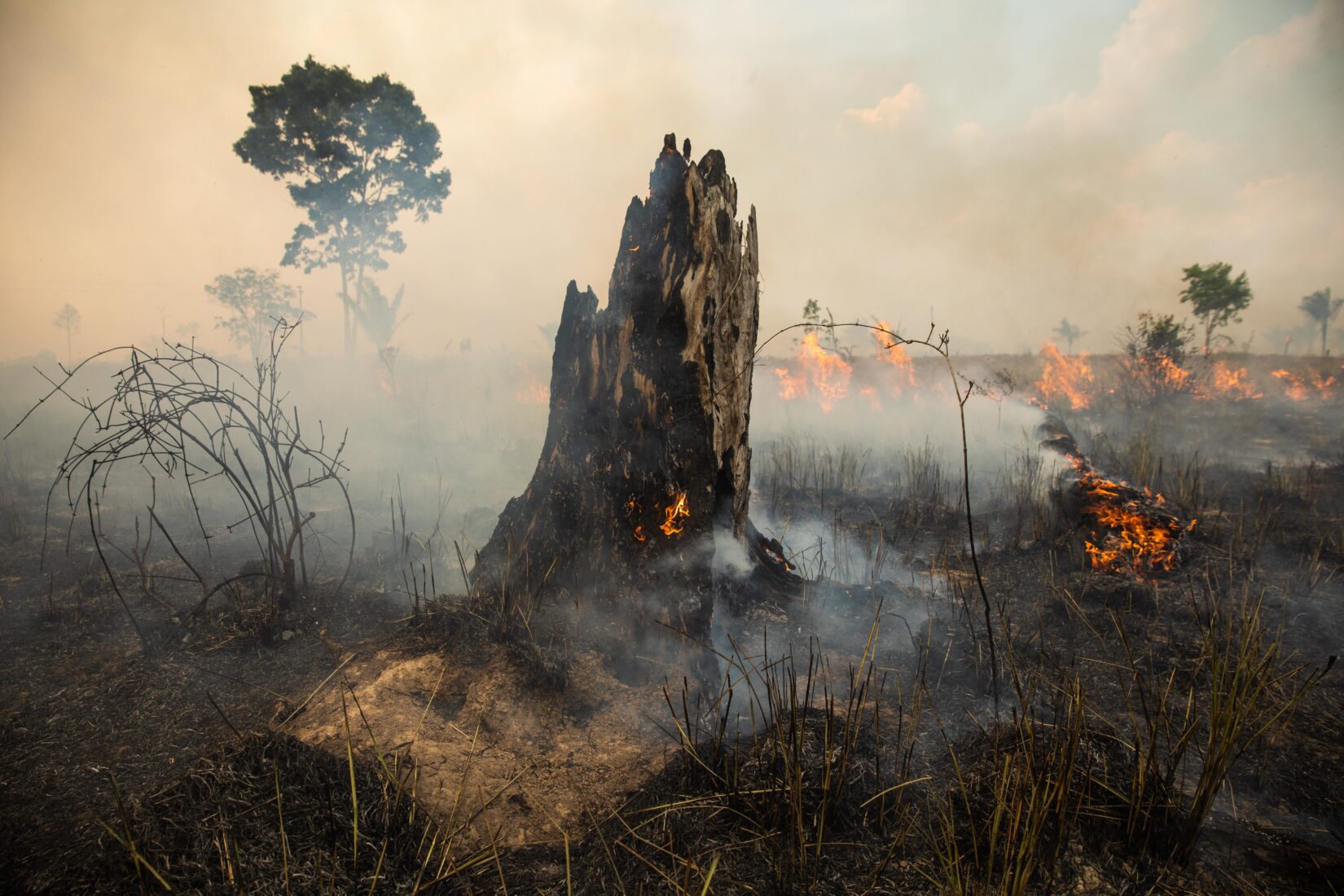 Amazon rainforest wildfires