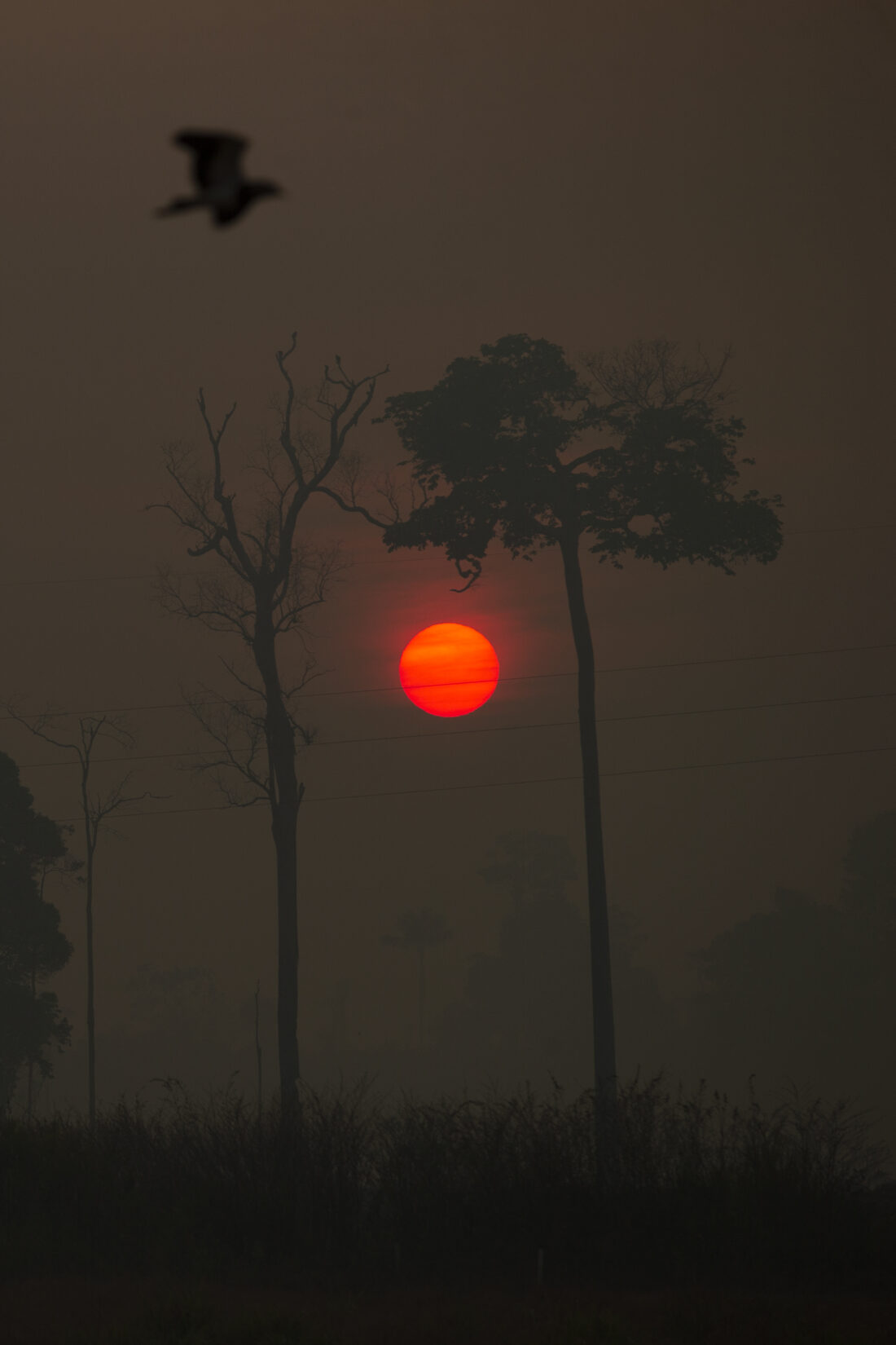 Amazon rainforest wildfires