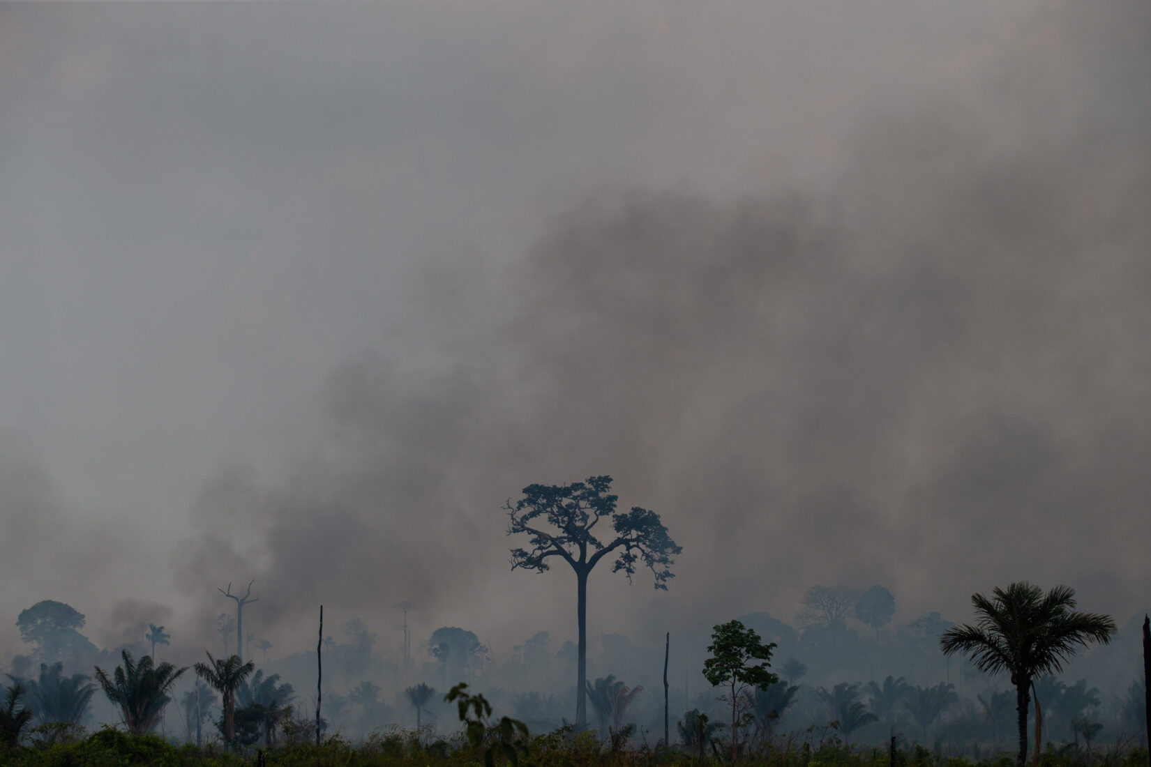 Amazon rainforest wildfires