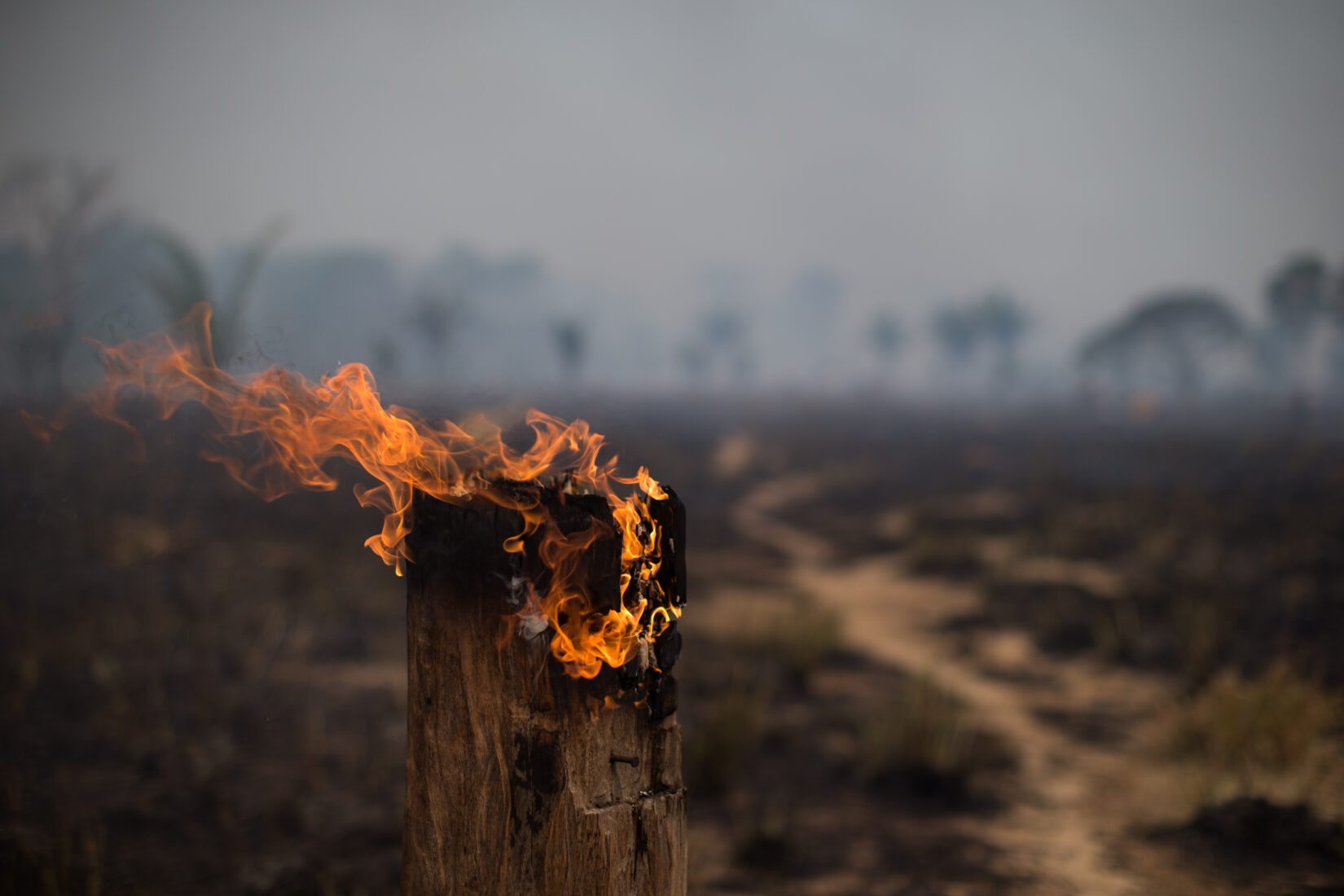 Amazon rainforest wildfires