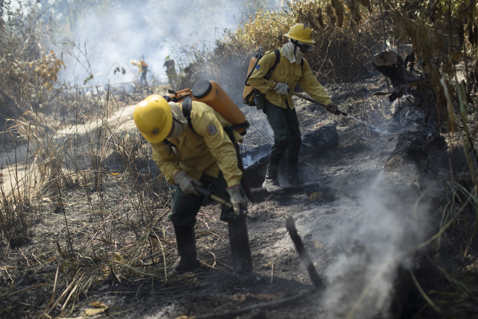 Amazon rainforest wildfire