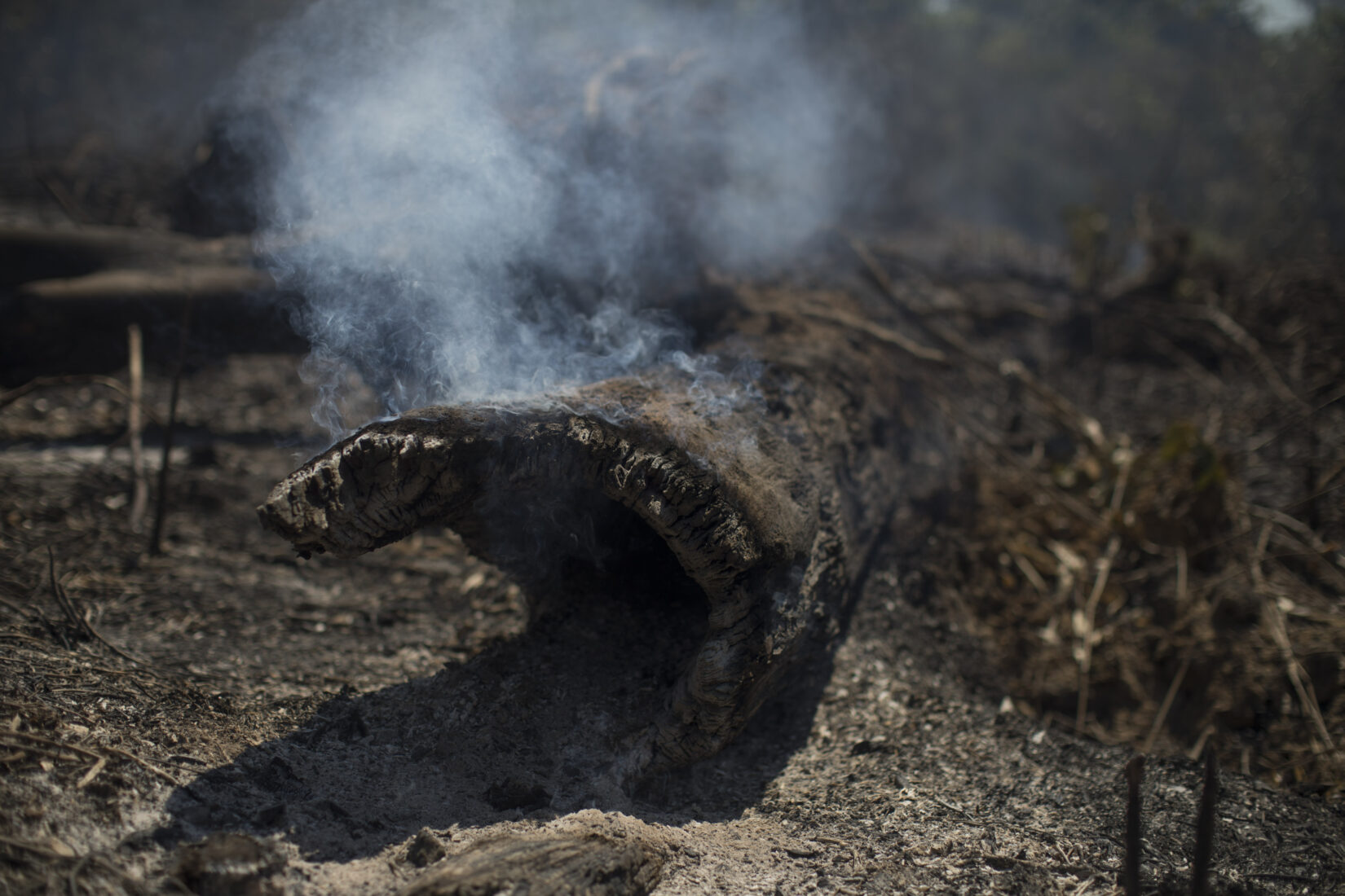 Amazon rainforest wildfires