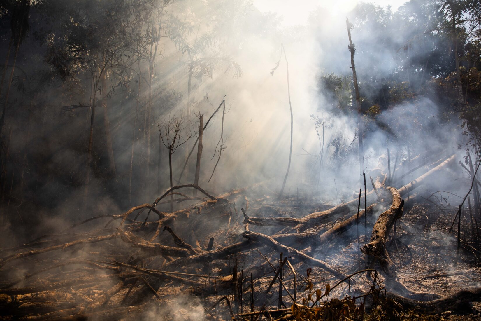 Amazon rainforest wildfires