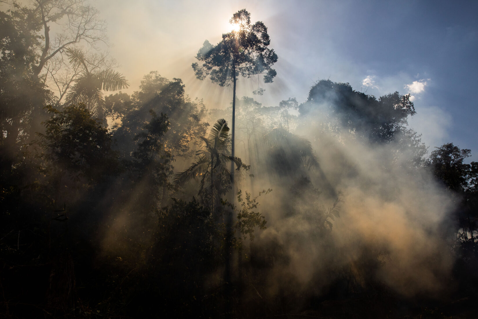 Amazon rainforest wildfires