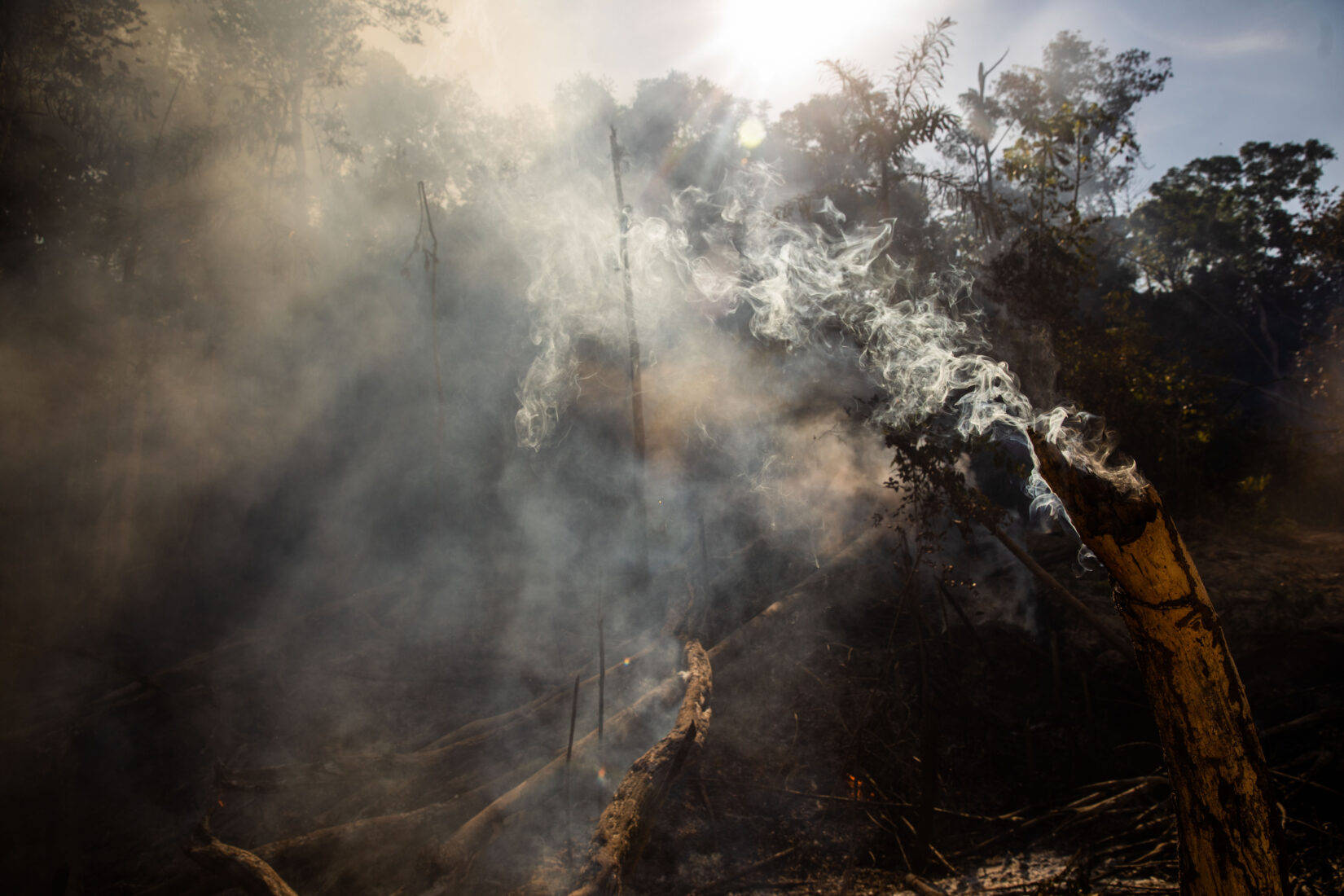 Amazon rainforest wildfires