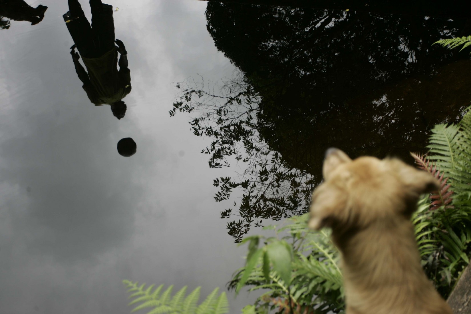 Reflexo, bola,cão