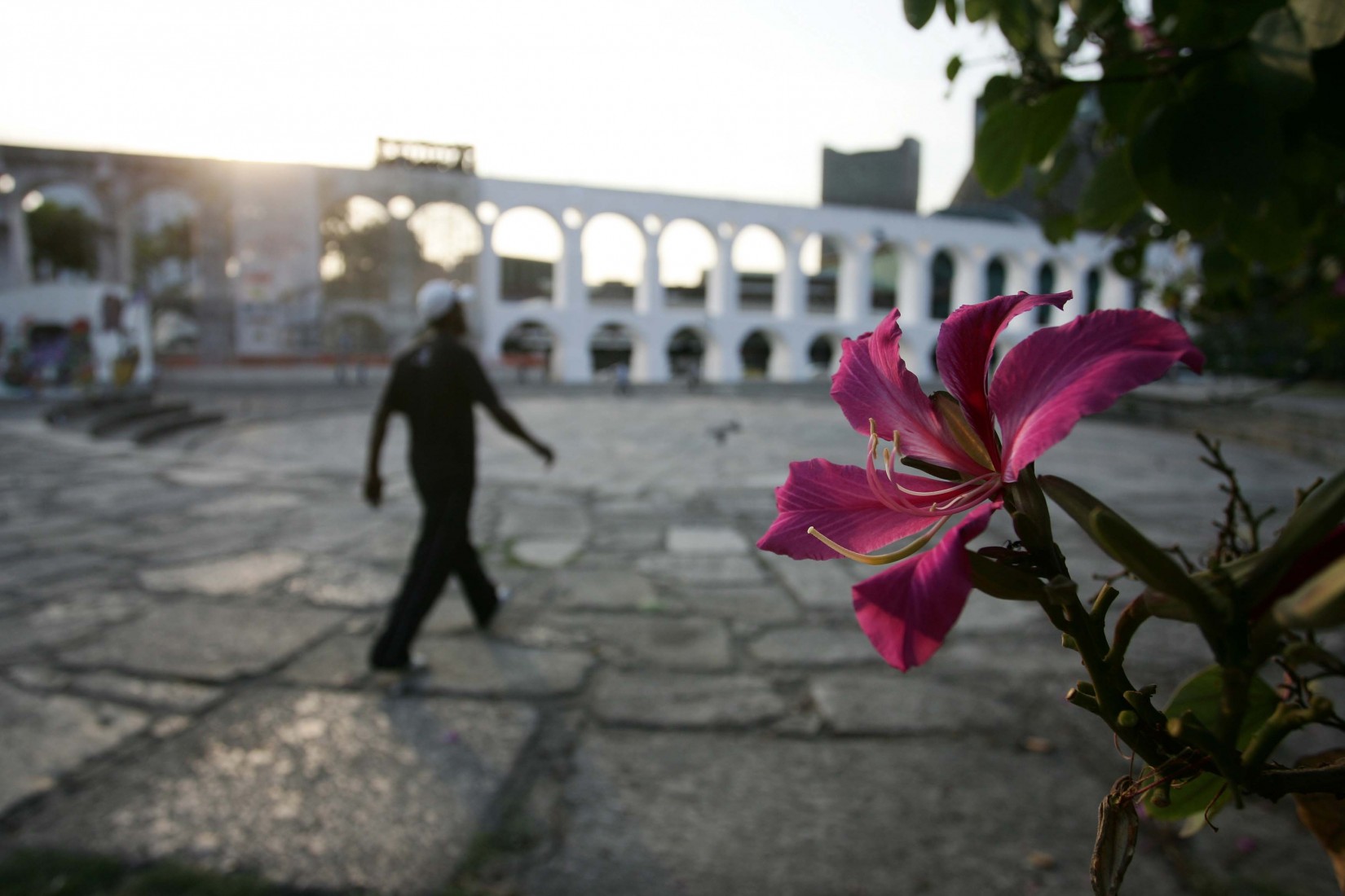 Bauhinia
